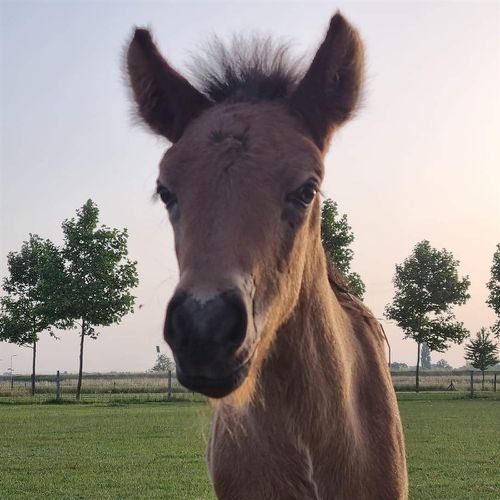 Lóki is het hengstveulen van Líndís en geboren op 25-05-2022