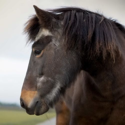 Drotting is een IJslandse merrie geboren op 05-05-1996